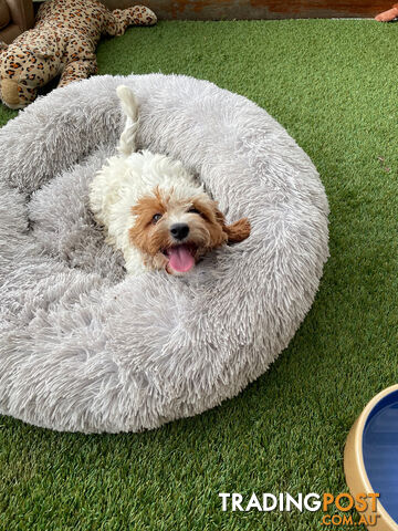 Stunning Blenheim Cavoodle Female Puppy is looking for a loving home