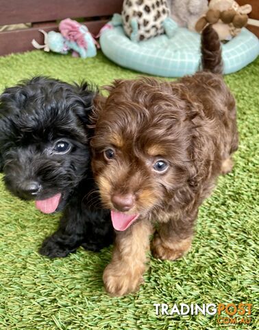 Gorgeous Cavoodle Puppies - Outstanding Temperament