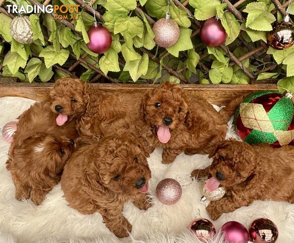 Toy Cavoodles for loving pet homes