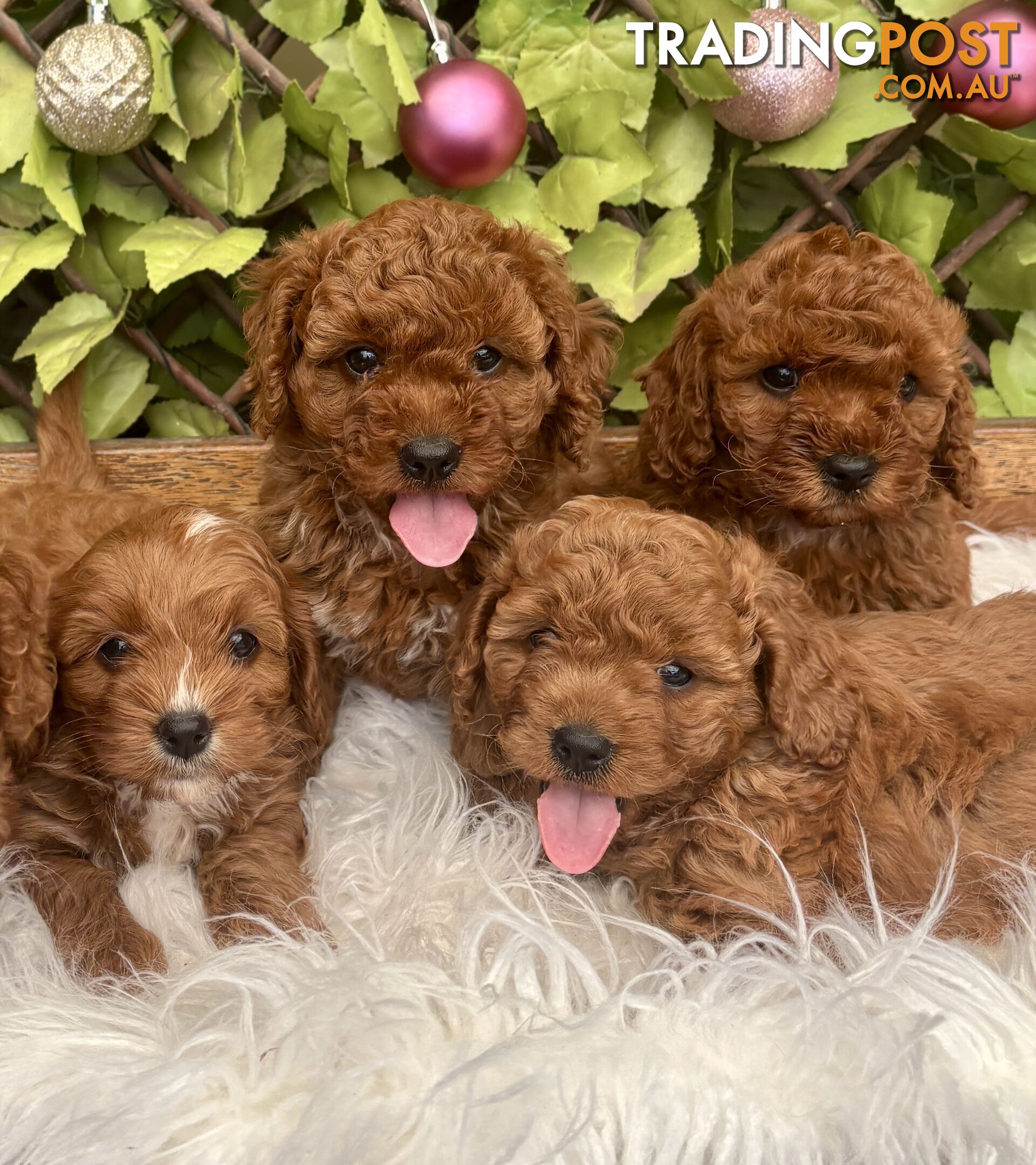 Toy Cavoodles for loving pet homes