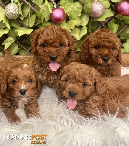 Toy Cavoodles for loving pet homes