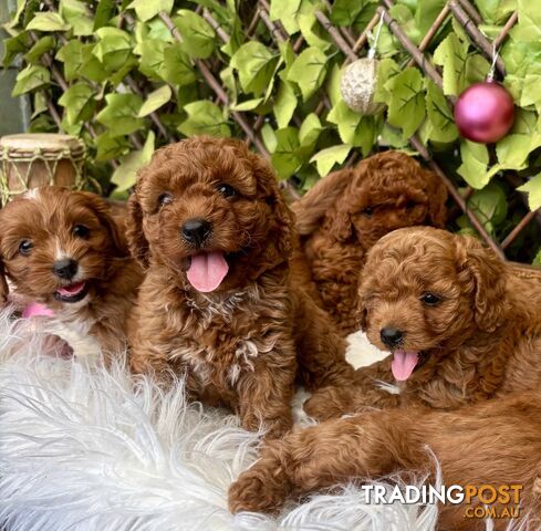 Toy Cavoodles for loving pet homes