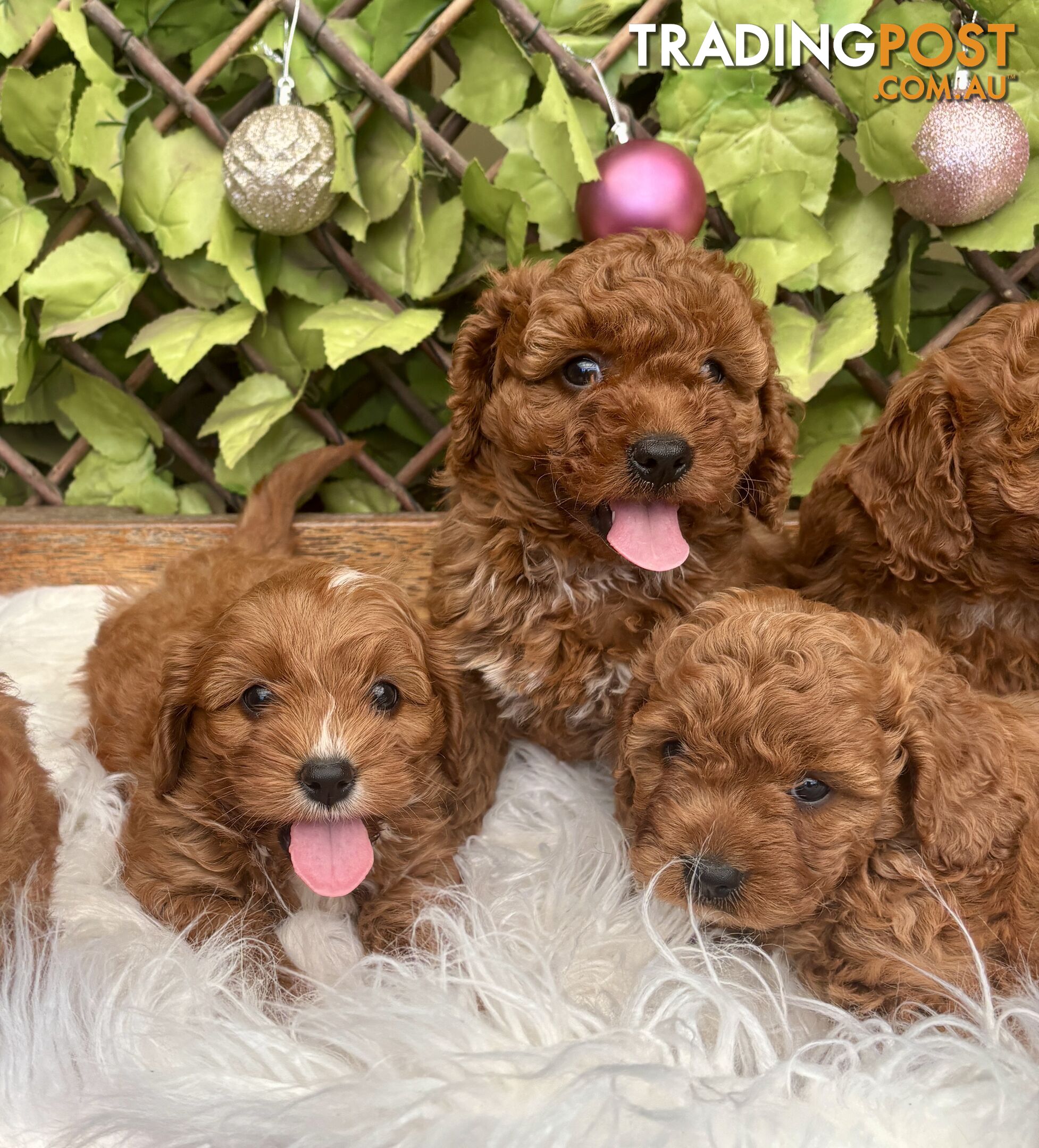 Toy Cavoodles for loving pet homes