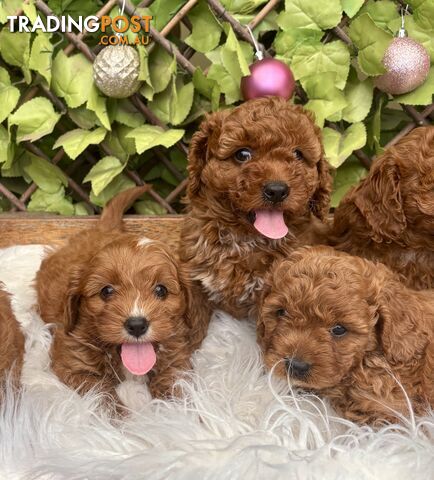 Toy Cavoodles for loving pet homes