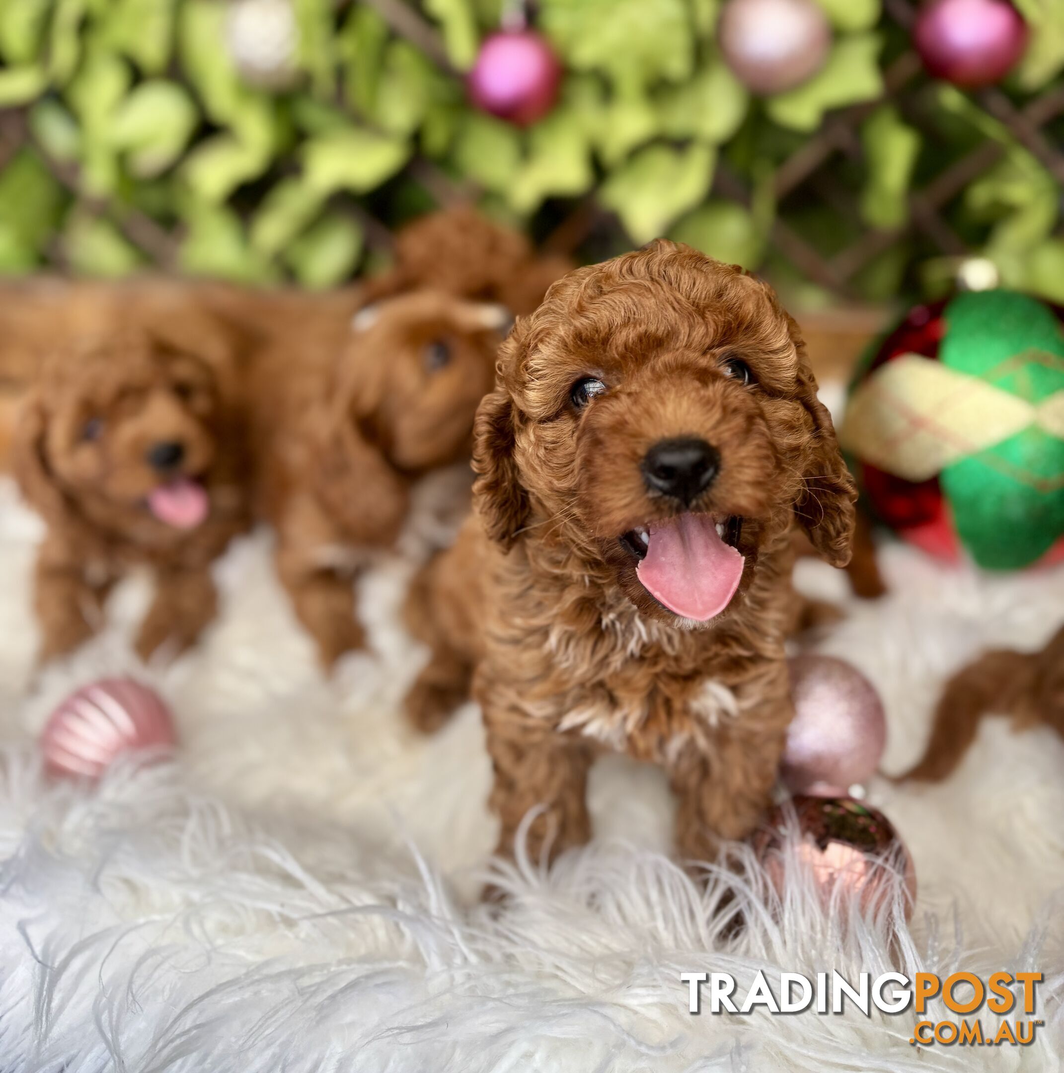 Toy Cavoodles for loving pet homes