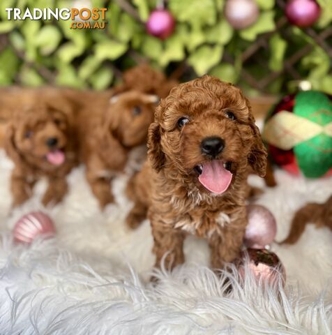 Toy Cavoodles for loving pet homes