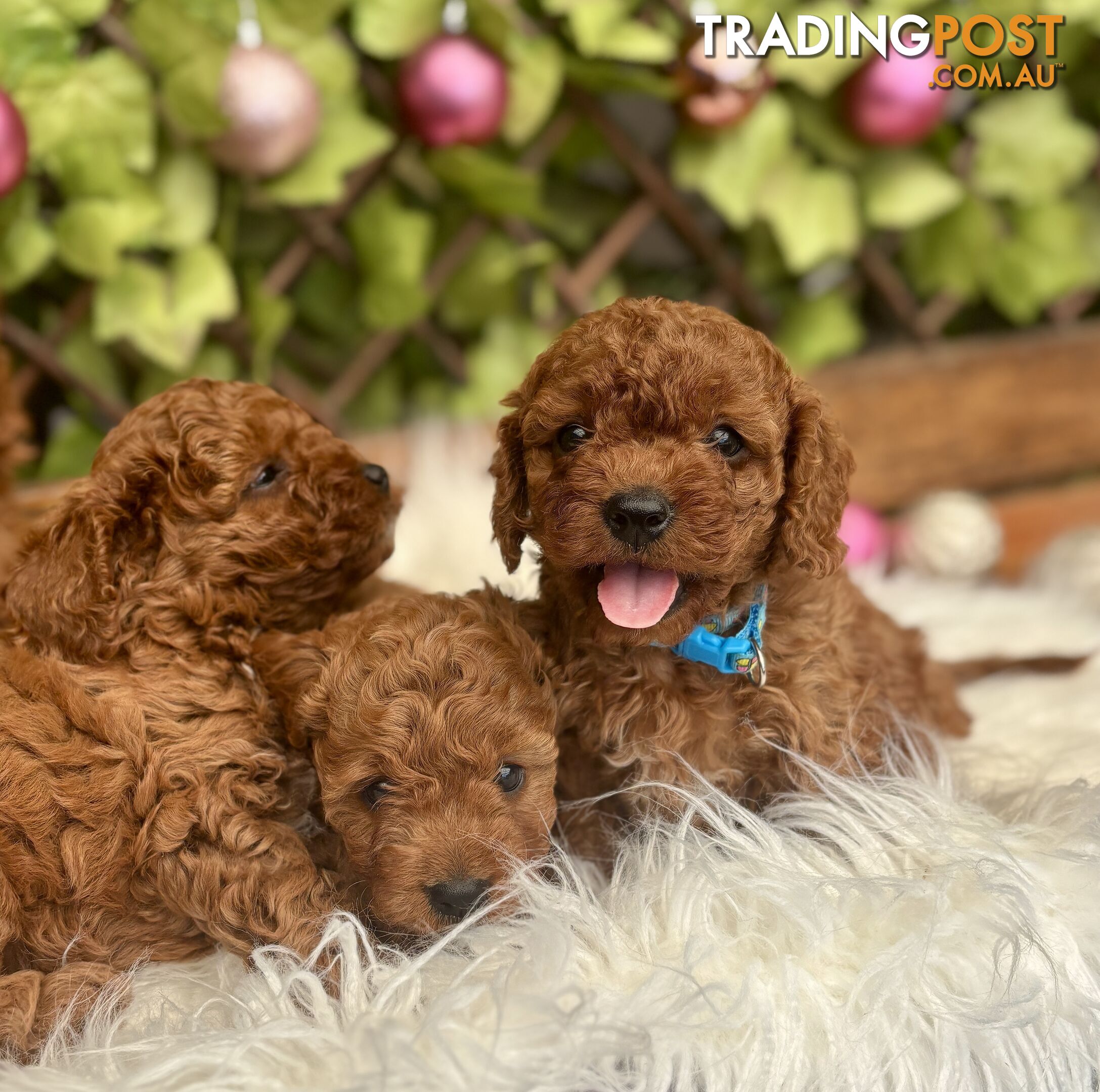 Toy Cavoodles for loving pet homes