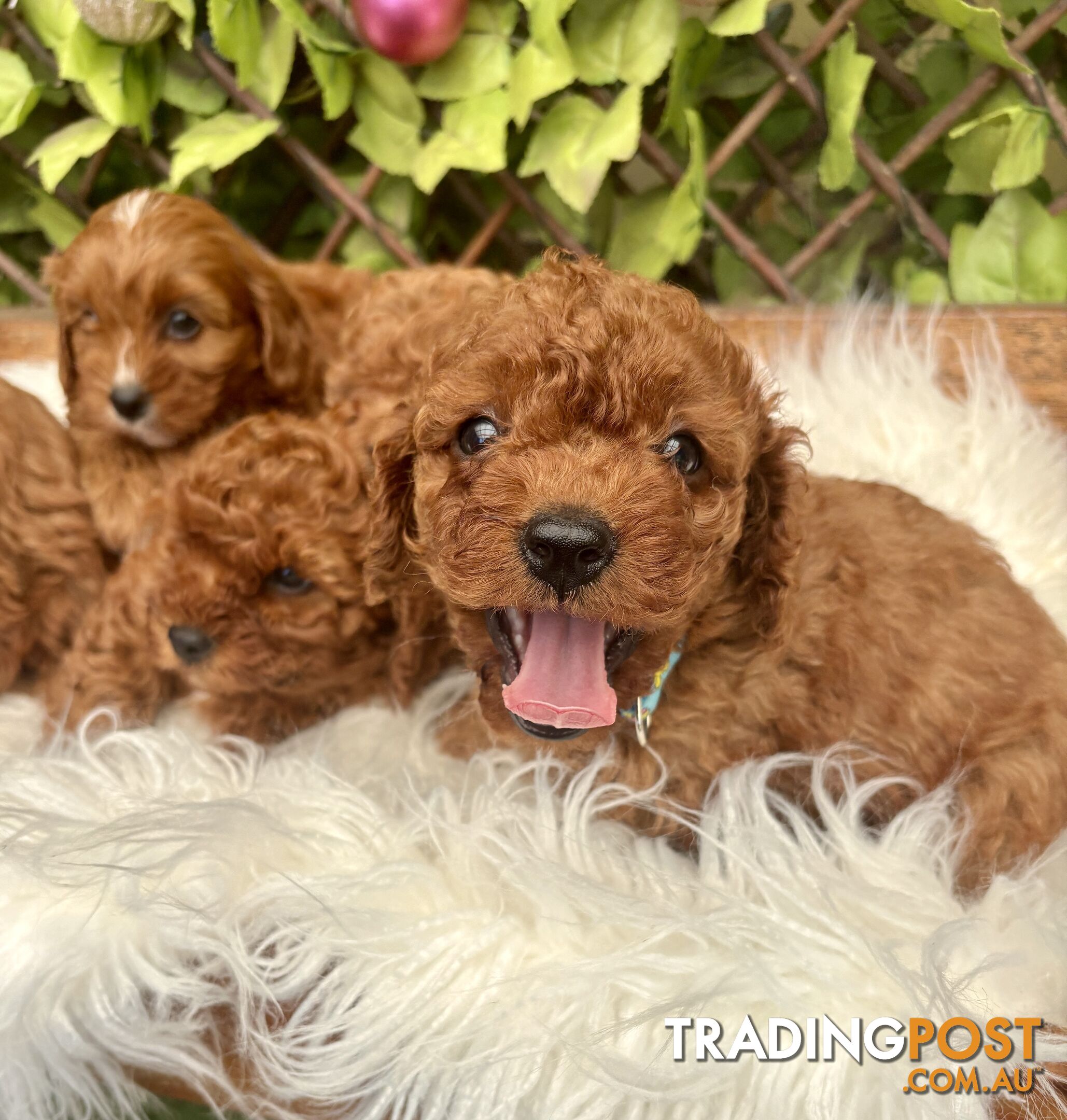 Toy Cavoodles for loving pet homes