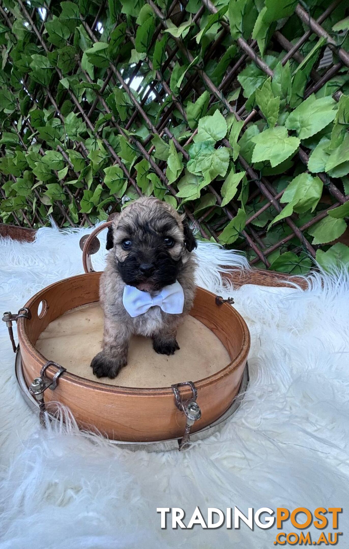 Bichoodle puppies!  Genuine family homes only please