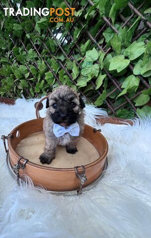 Bichoodle puppies!  Genuine family homes only please