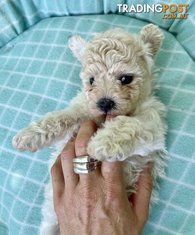 Stunning White Toy Shoodle Puppies 