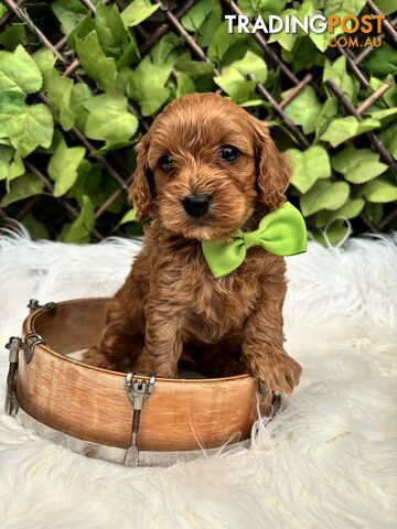 Spoodle Puppies ready for their forever homes