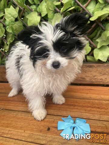 Toy Papipoo Puppies are looking for loving families now!
