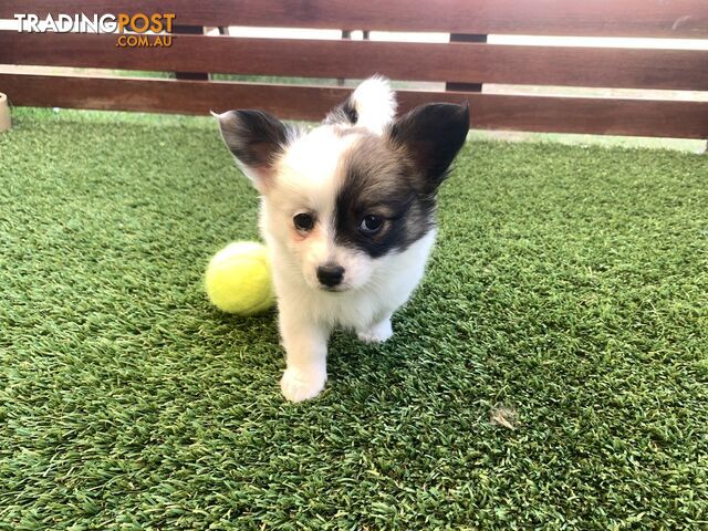 Unique Rainbow Coloured PAPICHI PUPPIES (Papillon x chihuahua) - ONE LEFT!