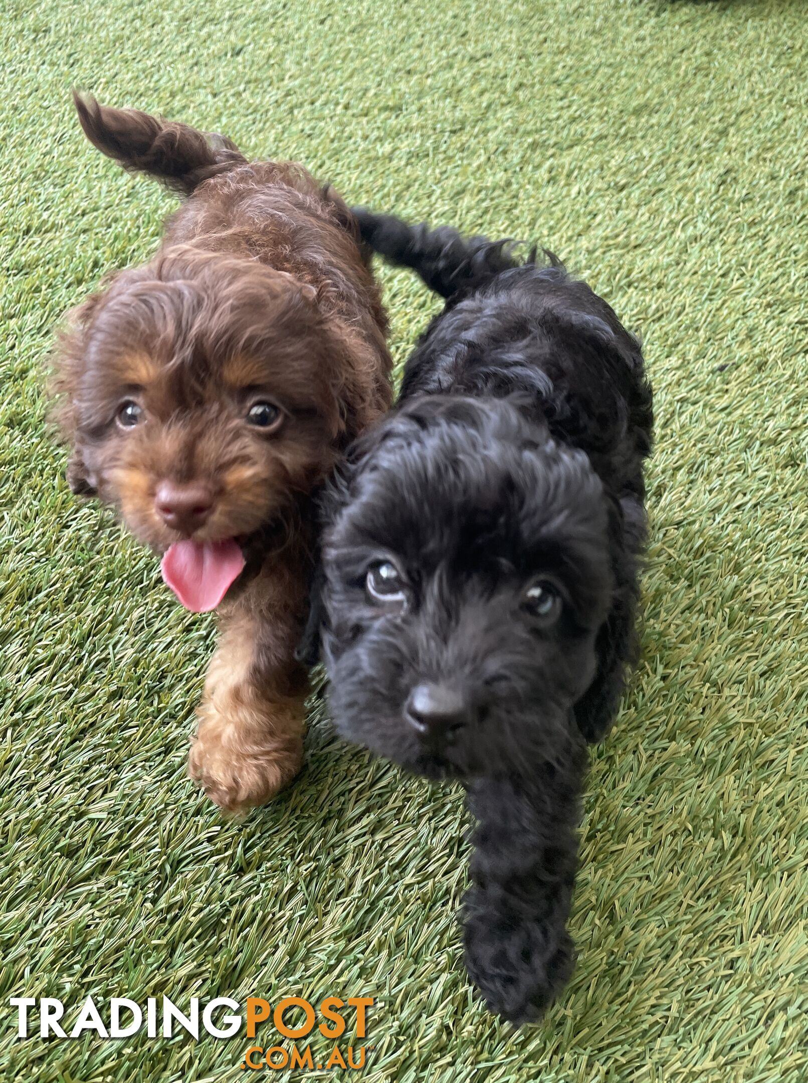 Gorgeous Cavoodle Puppies - Outstanding Temperament