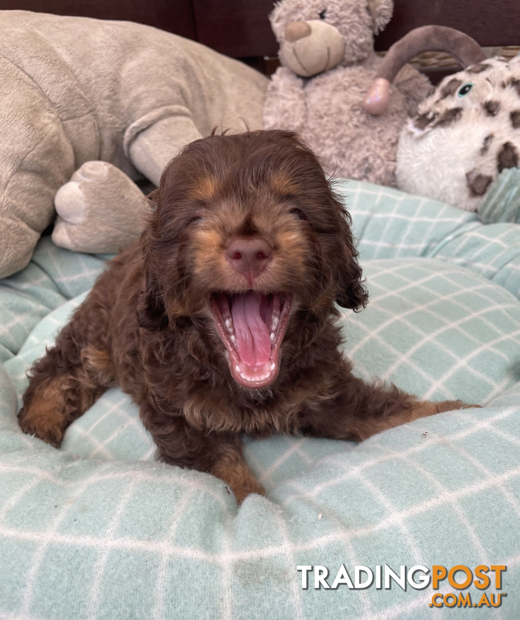 Gorgeous Cavoodle Puppies - Outstanding Temperament