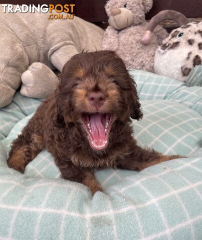 Gorgeous Cavoodle Puppies - Outstanding Temperament