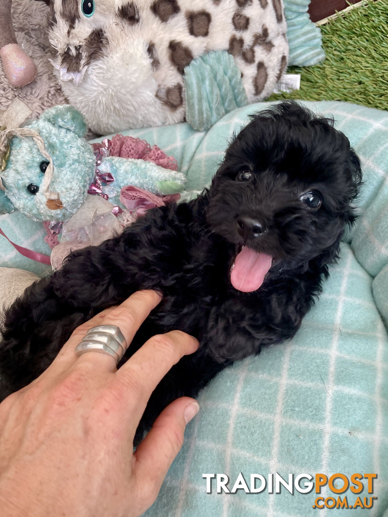 Gorgeous Cavoodle Puppies - Outstanding Temperament