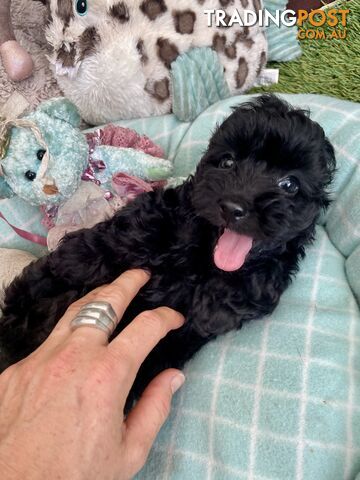 Gorgeous Cavoodle Puppies - Outstanding Temperament