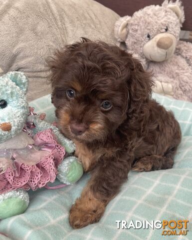 Gorgeous Cavoodle Puppies - Outstanding Temperament