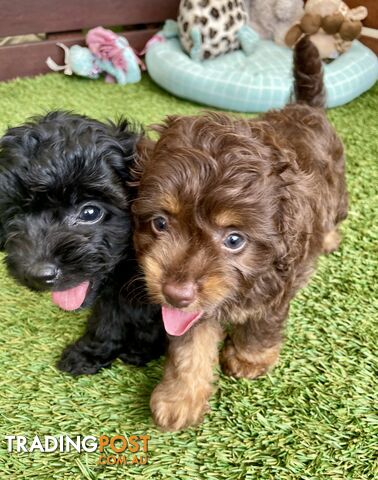 Gorgeous Cavoodle Puppies - Outstanding Temperament