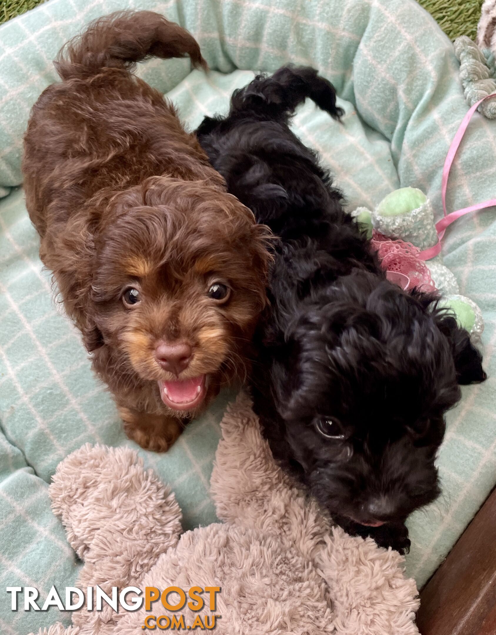 Gorgeous Cavoodle Puppies - Outstanding Temperament