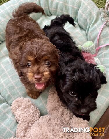 Gorgeous Cavoodle Puppies - Outstanding Temperament