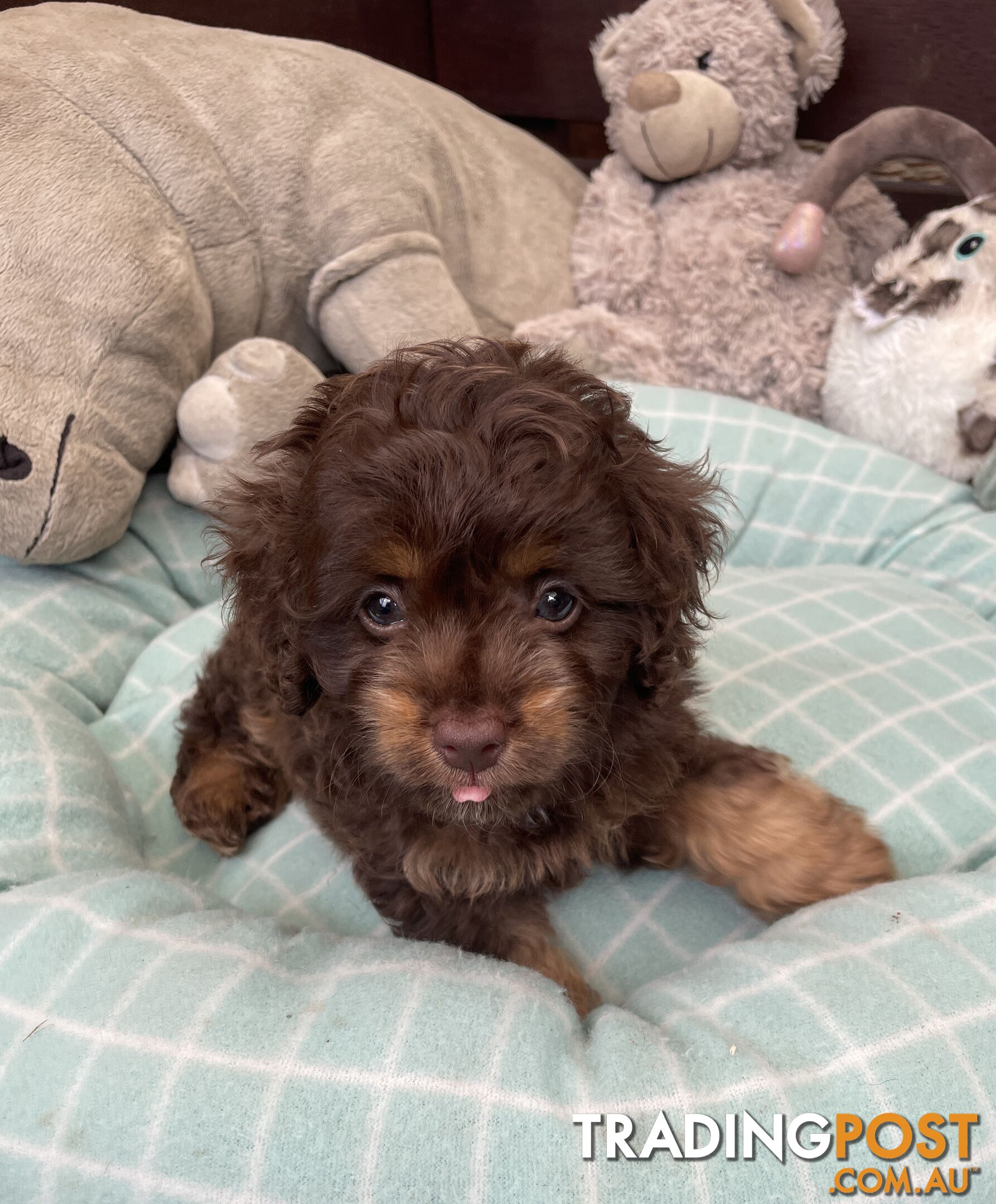 Gorgeous Cavoodle Puppies - Outstanding Temperament