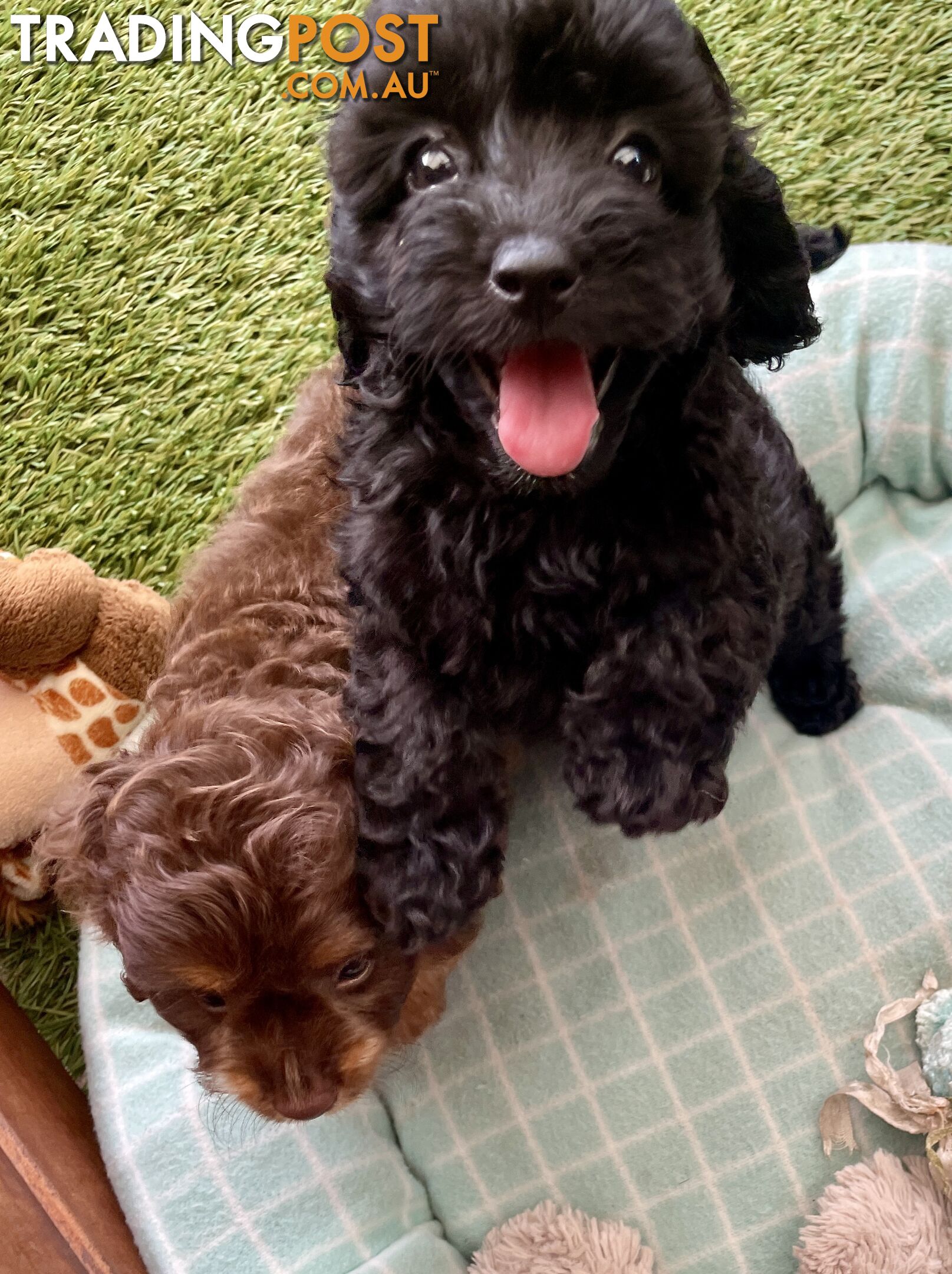 Gorgeous Cavoodle Puppies - Outstanding Temperament