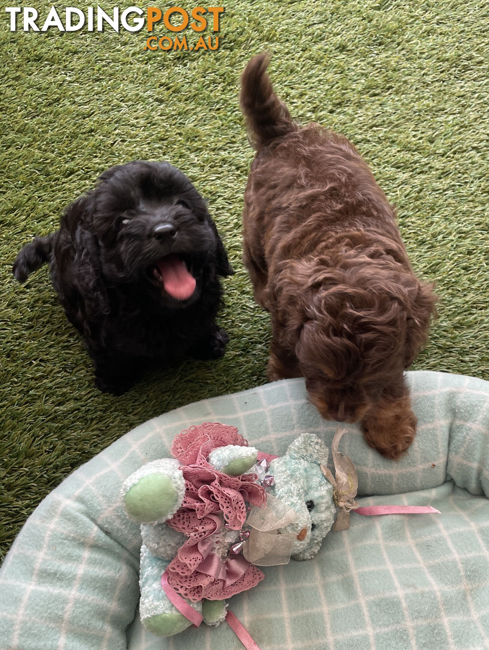 Gorgeous Cavoodle Puppies - Outstanding Temperament