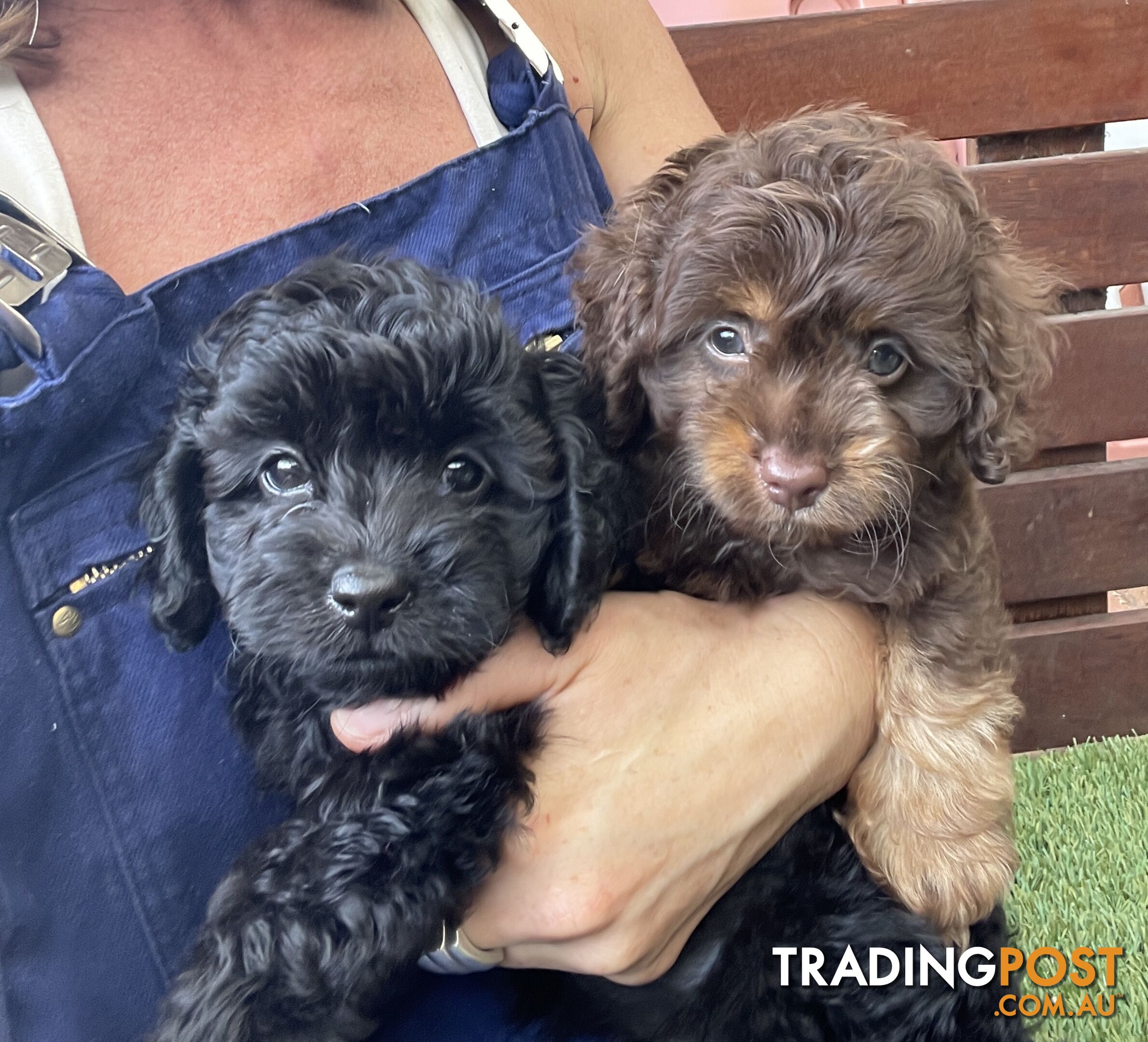 Gorgeous Cavoodle Puppies - Outstanding Temperament