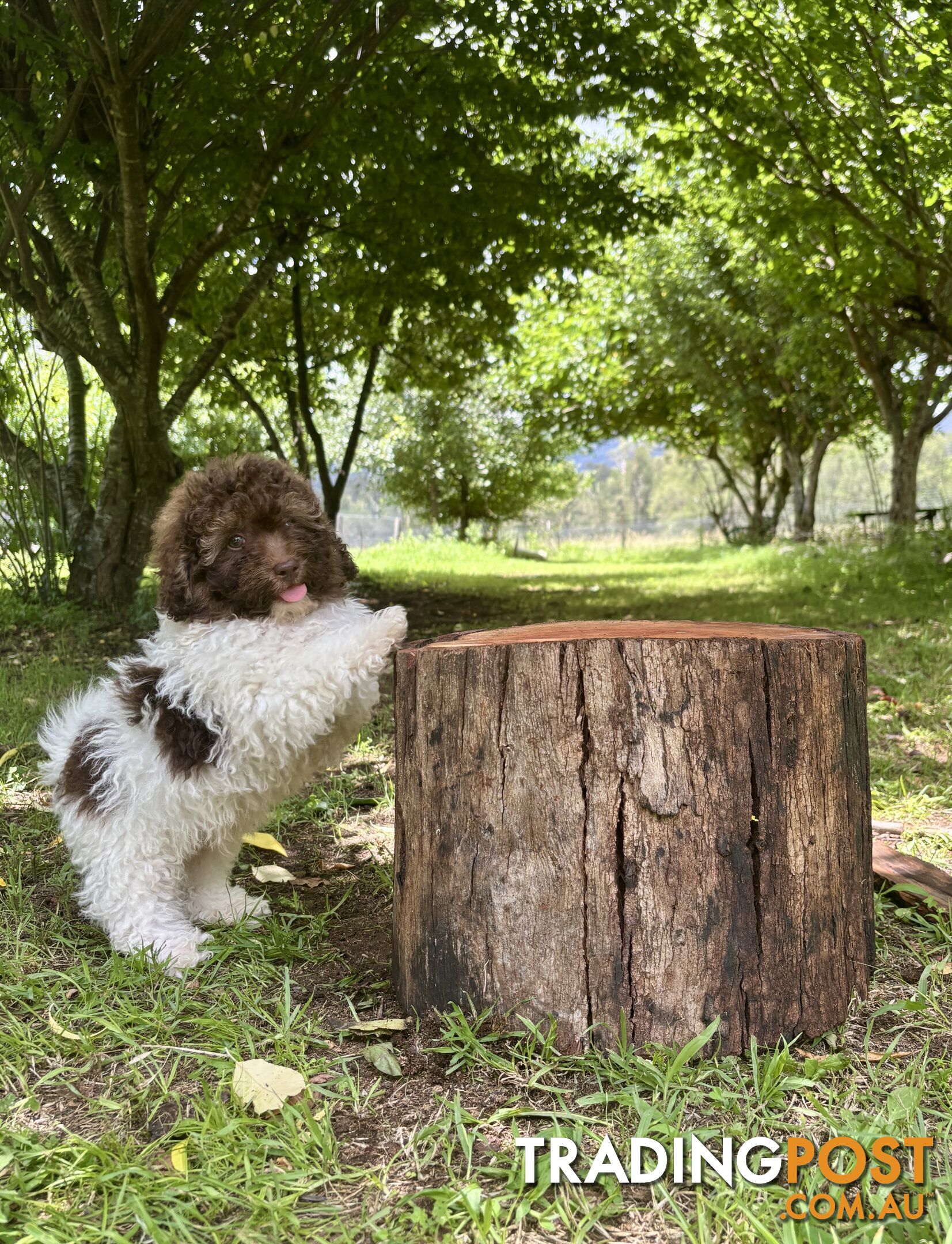 Toy Shoodle Puppies ready now!