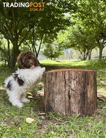 Toy Shoodle Puppies ready now!