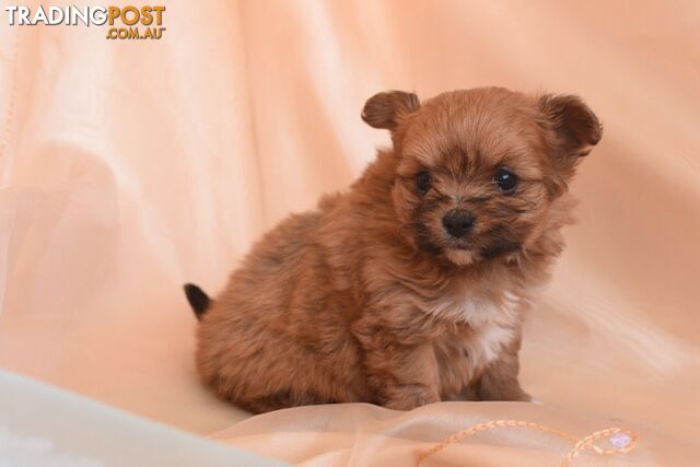 Stunning Teacup Pomeranian x Toy Poodle (Teacup Pomapoo)(1 ONLY)