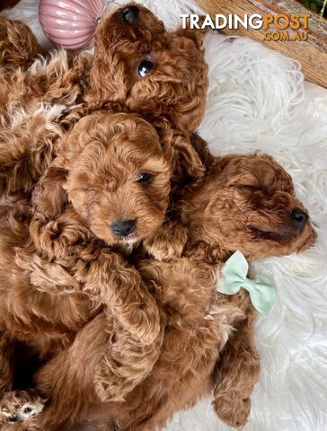 Toy Cavoodles ready in the early New Year