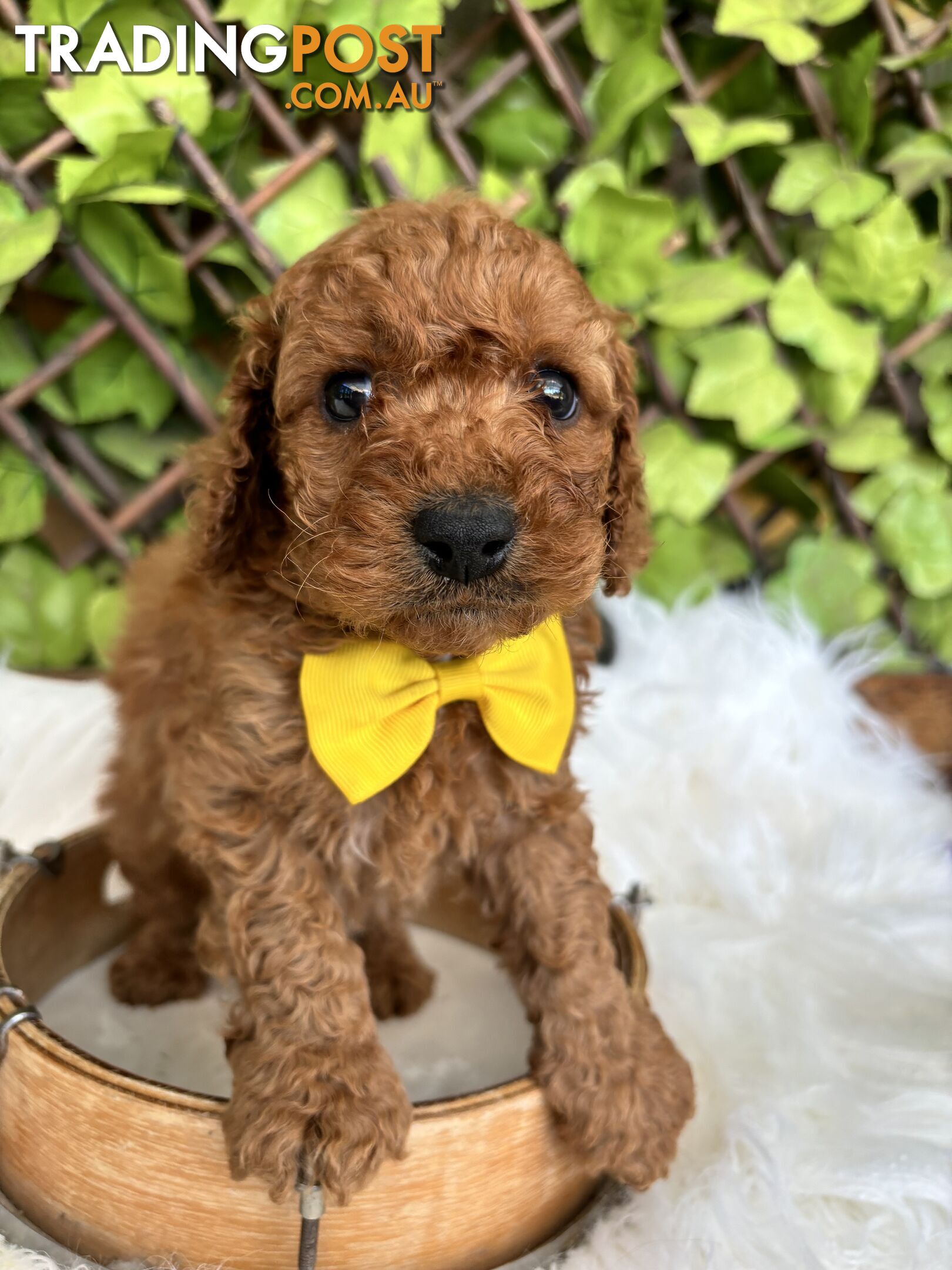 Spoodle Puppies ready for their forever homes