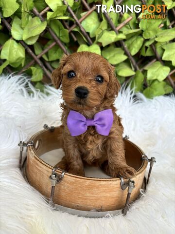 Spoodle Puppies ready for their forever homes