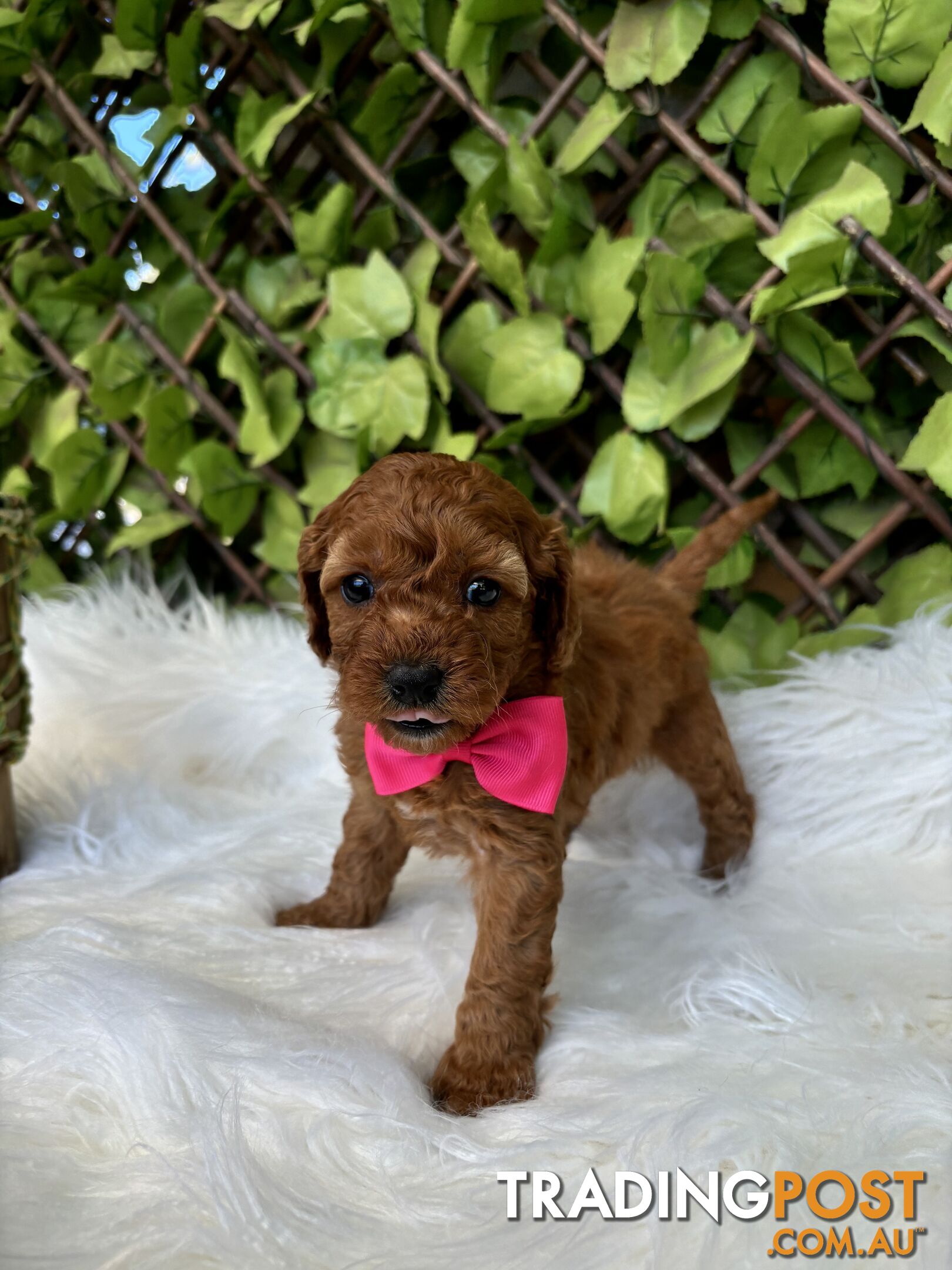 Spoodle Puppies ready for their forever homes