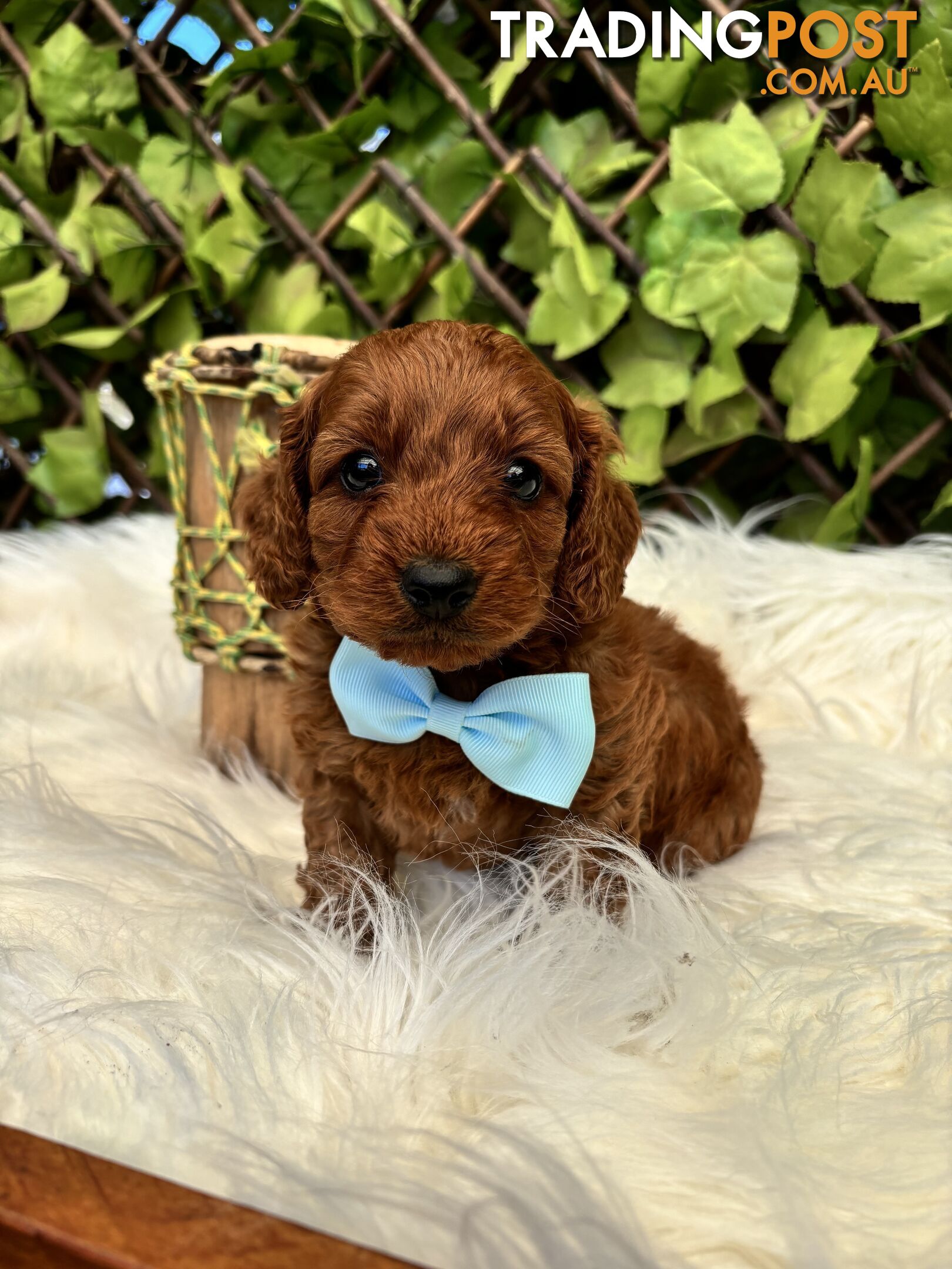 Spoodle Puppies ready for their forever homes