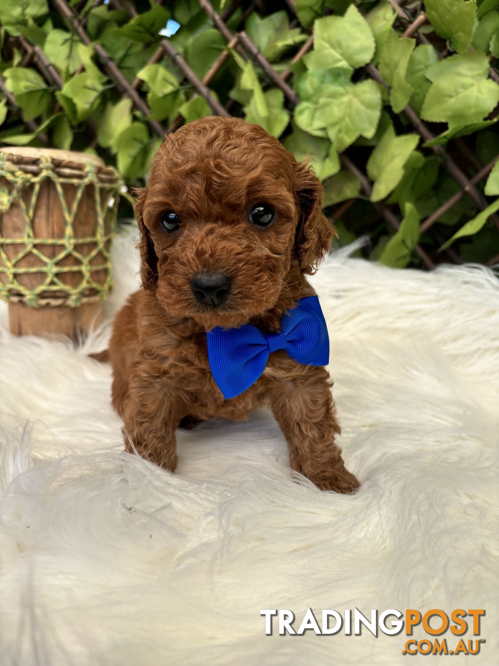 Spoodle Puppies ready for their forever homes