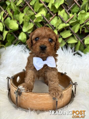 Spoodle Puppies ready for their forever homes