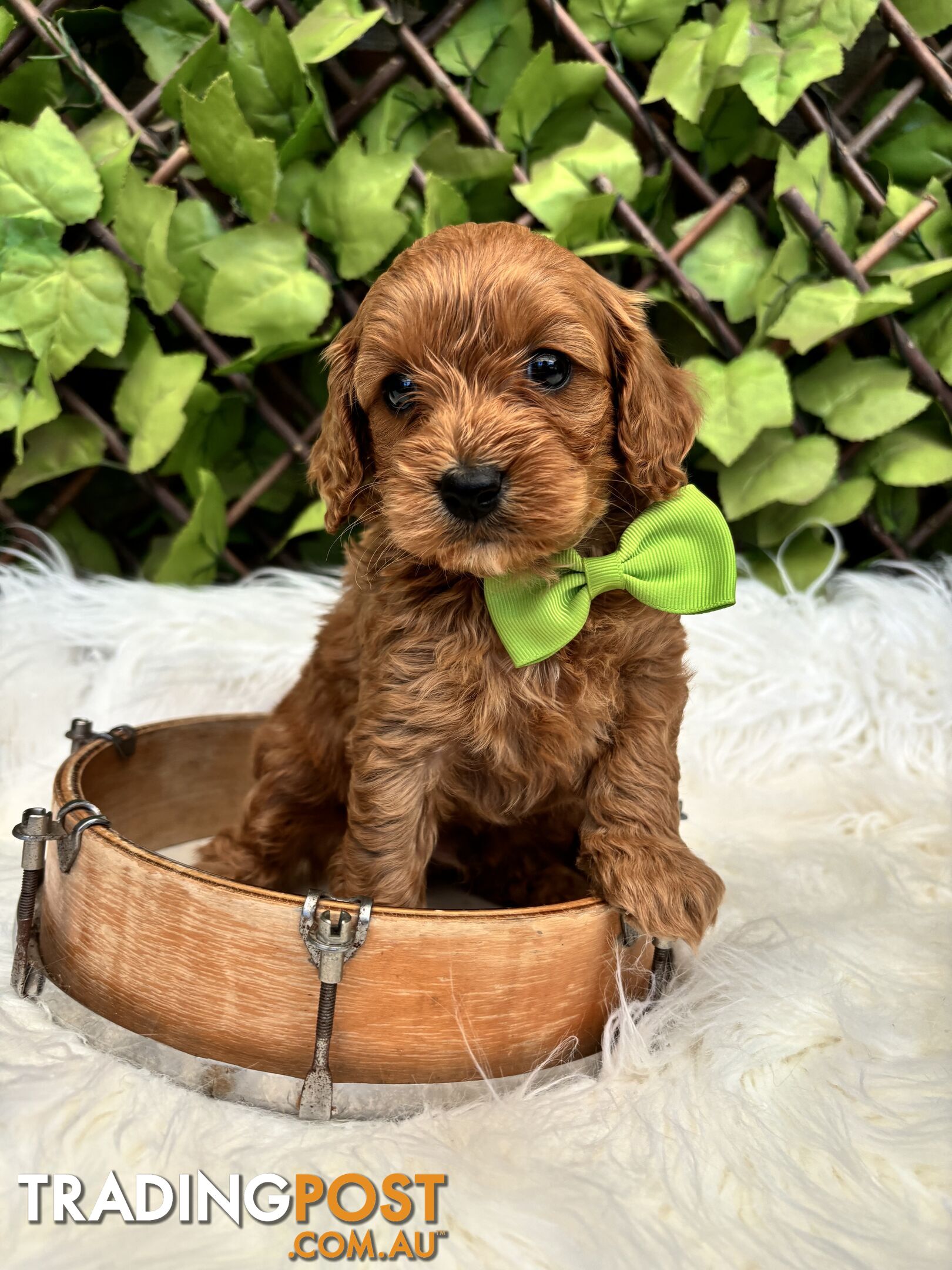 Spoodle Puppies ready for their forever homes