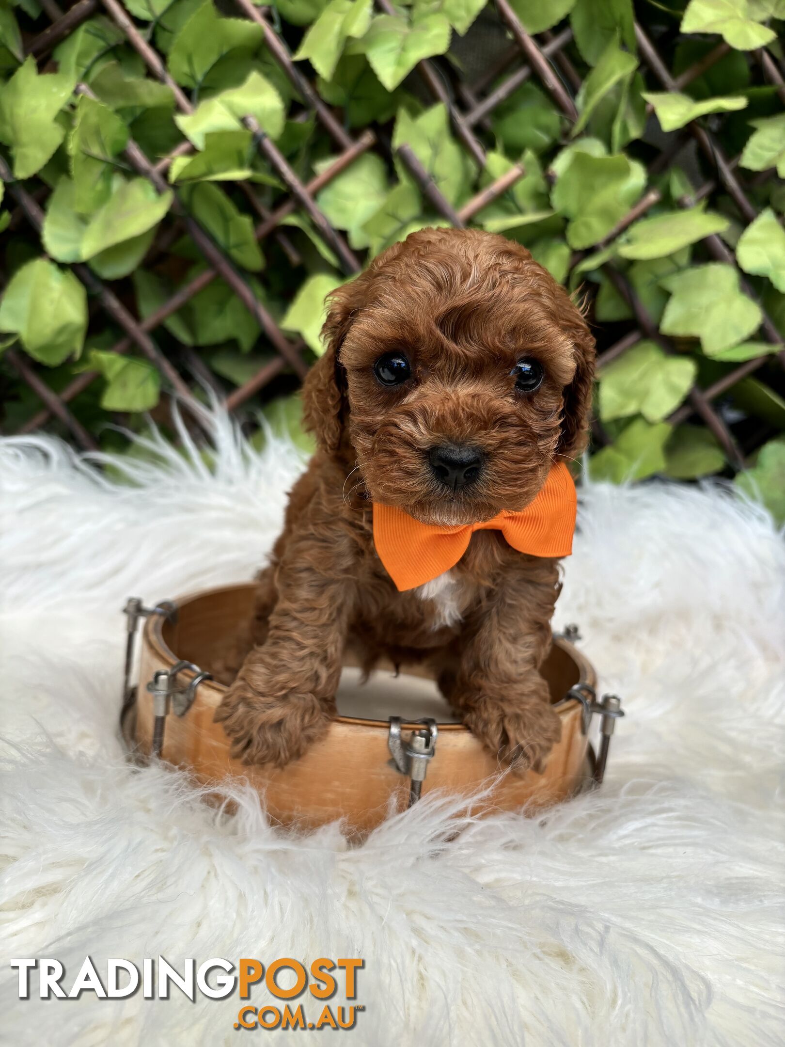 Spoodle Puppies ready for their forever homes