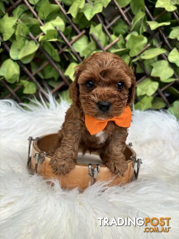 Spoodle Puppies ready for their forever homes