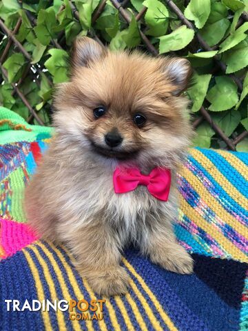 Gorgeous Pomeranian puppies looking for their forever home