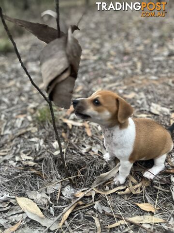 Jack Russell Pups