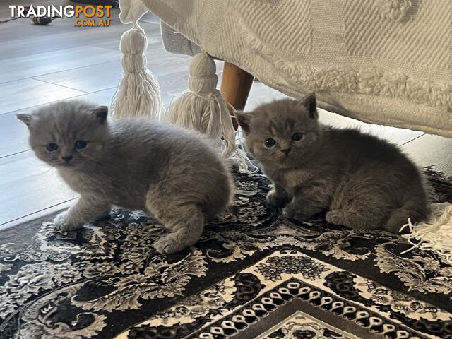 Pure Bred Blue British shorthair Kittens