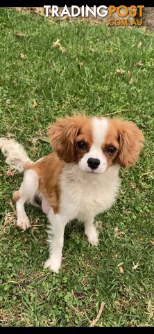 ❤️Beautiful❤️Cavalier❤️girl❤️