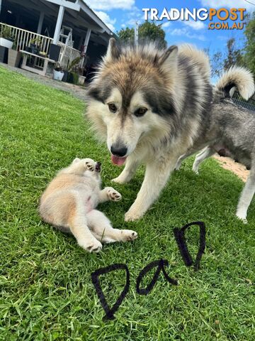 Alaskan malamute