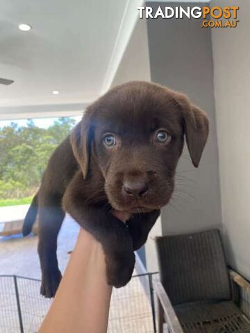 PRICE DROPPED!! PUREBRED CHOCOLATE LABRADOR PUPPIES - WITH PEDIGREE PAPERS